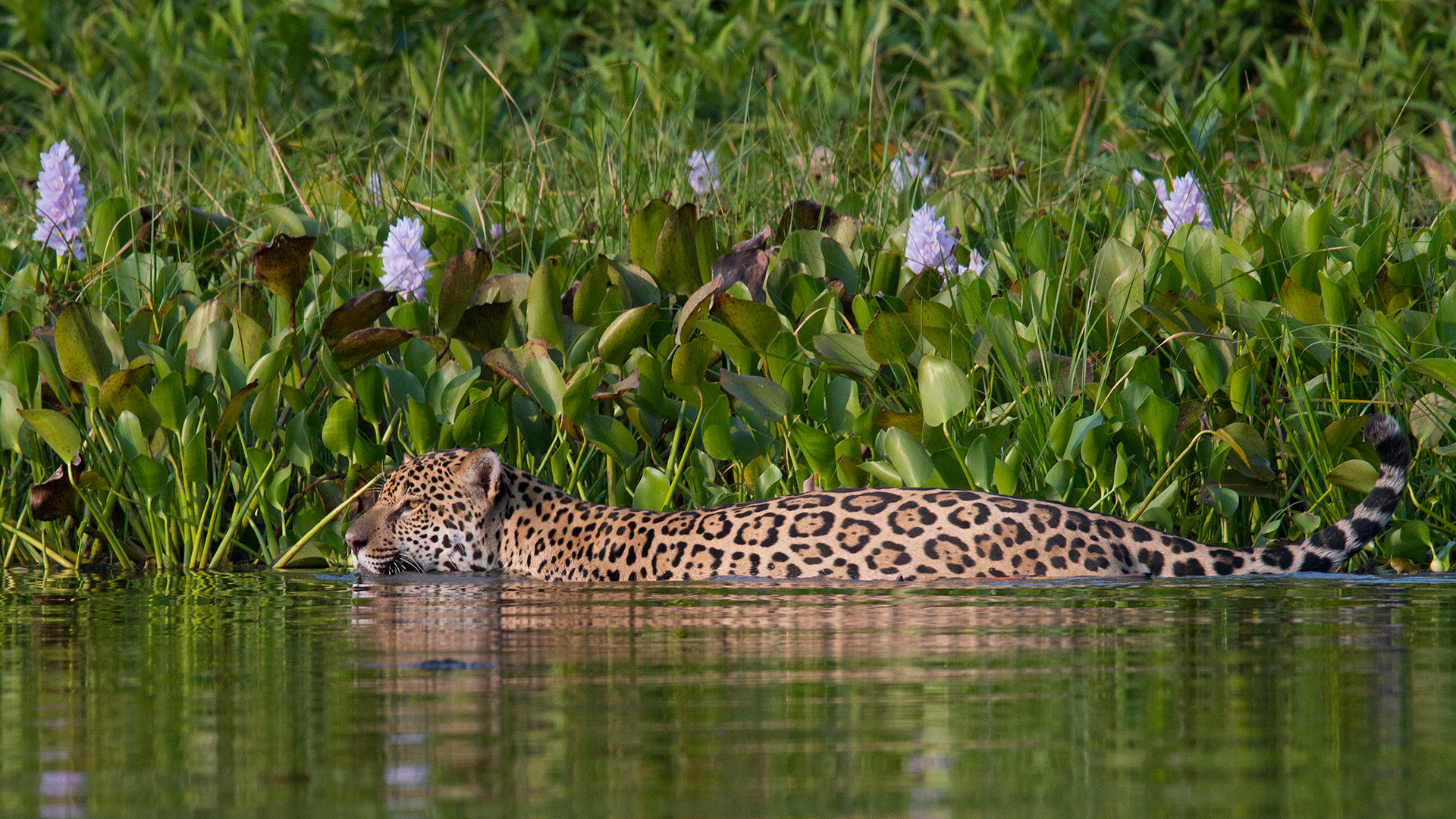 Jaguar in the wild