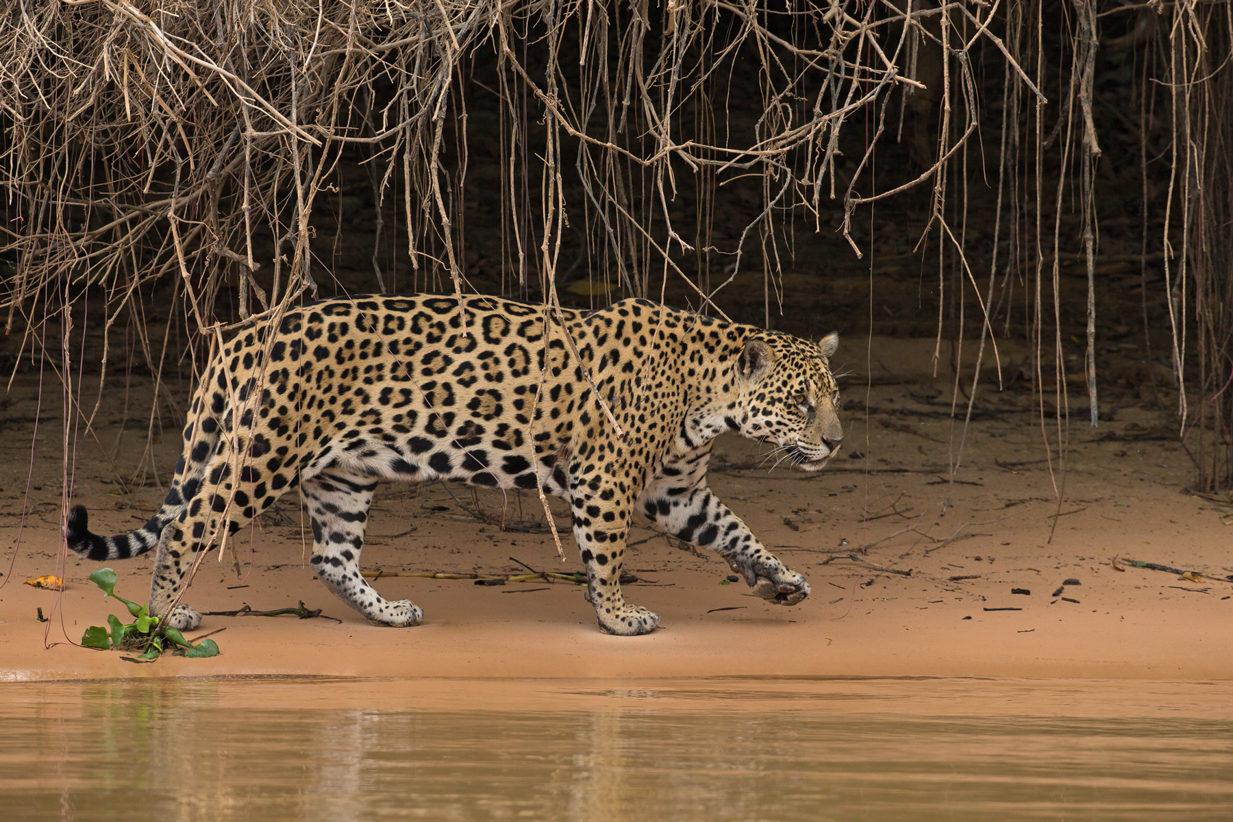 The Jaguar's of Brazil's Pantanal have become a highlight of the Wild Images photography tour