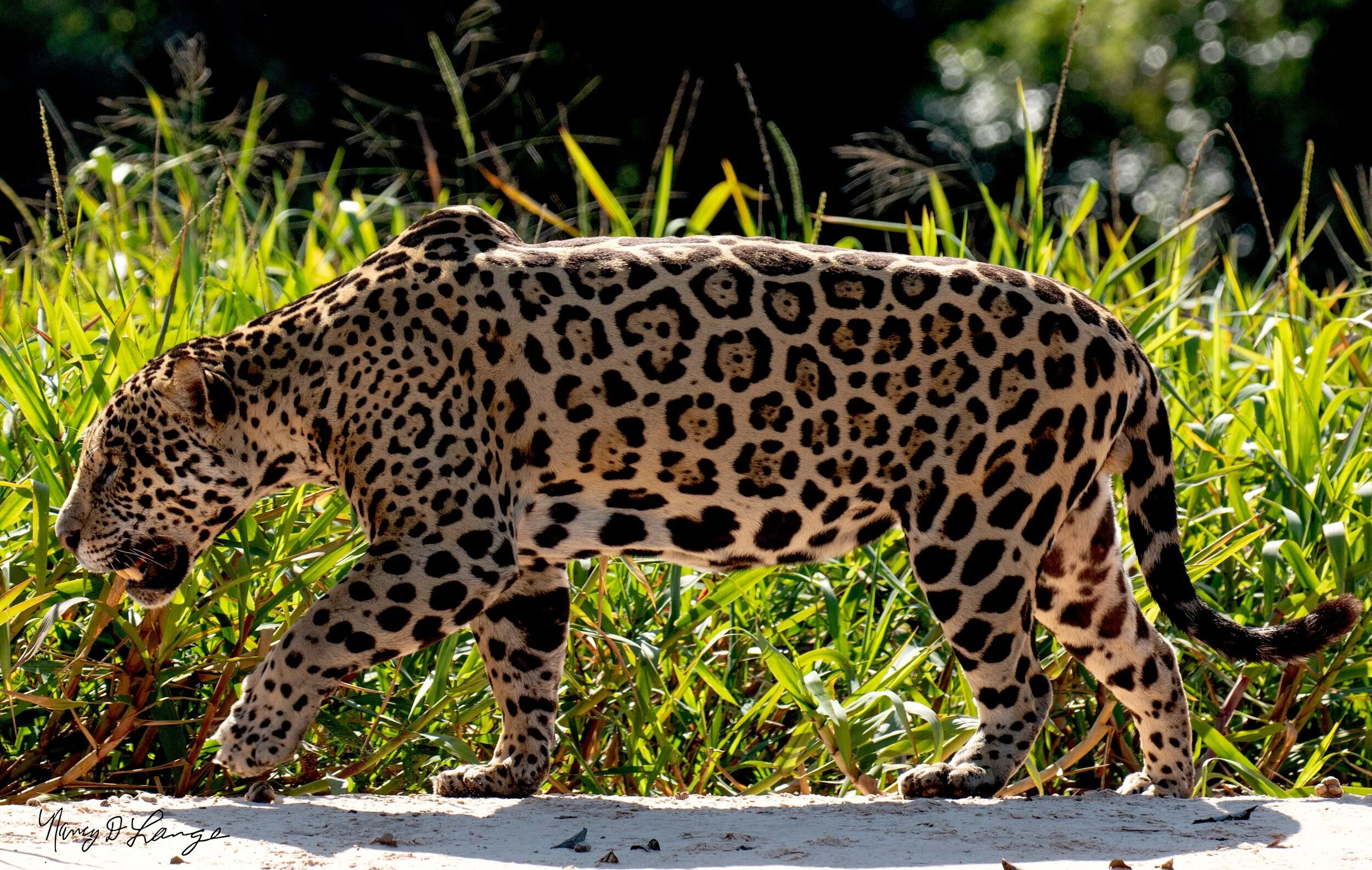 Jaguar, the western hemisphere's biggest cat. Image: ©Nancy Langer