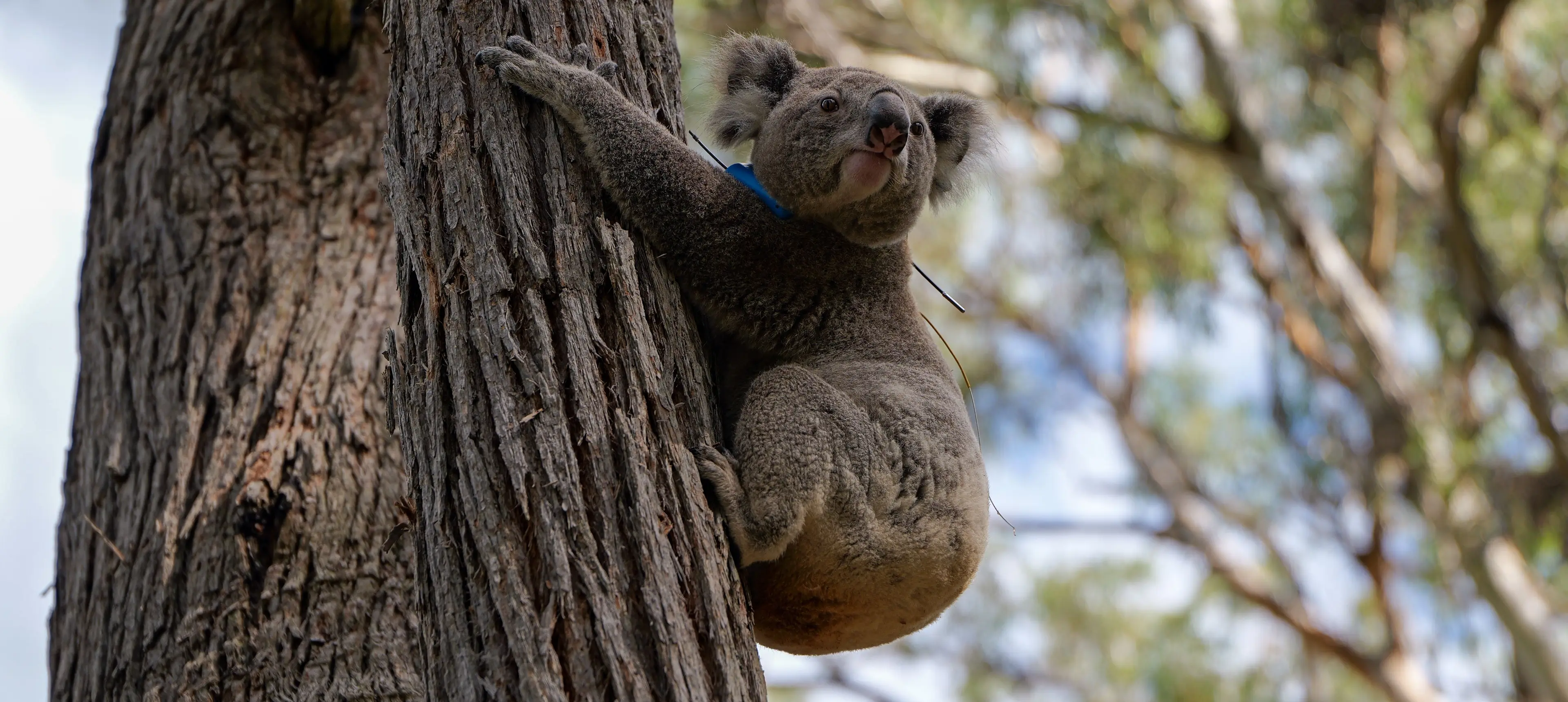 Koala in the wild