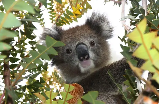 Koala selfie!Photo by: Di Reynolds, public domainhttps://pixabay.com/photos/australia-koala-wildlife-animal-1343299/