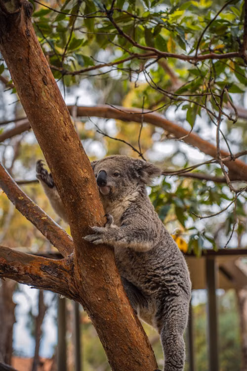 Free A koala climbing a eucalyptus tree, embodying Australian wildlife in its natural habitat. Stock Photo
