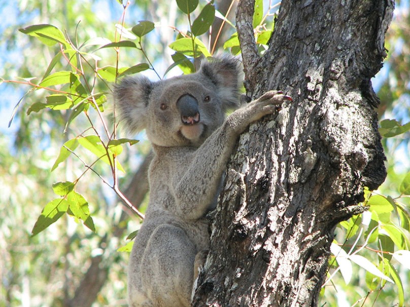 A Koala photographed at Mount Zero-Taravale Wildlife Sanctuary, Queensland.
