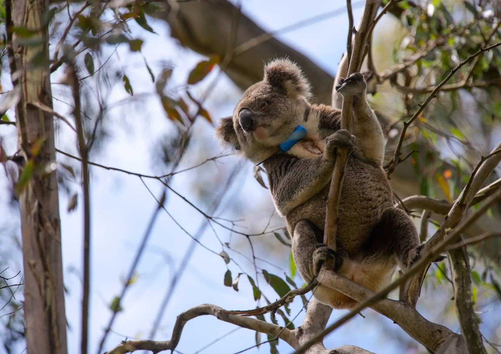 Koala in the Barrington Wildlife Sanctuary, NSW