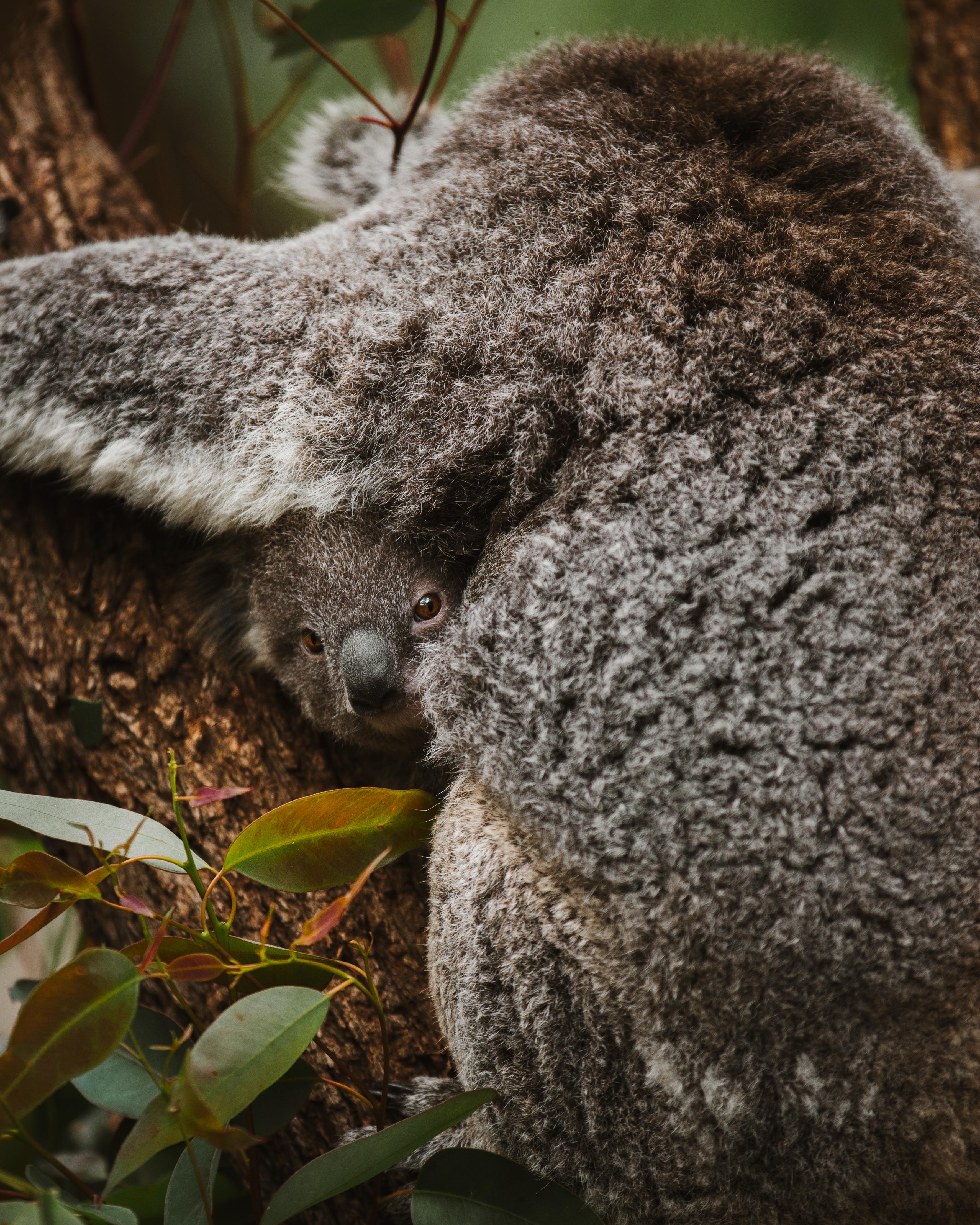 r/wildlifephotography - koala bear sleeping on a tree.
