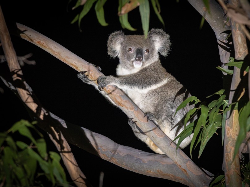 A Koala photographed during spotlight surveys at Waulinbakh Wildlife Sanctuary, New South Wales.