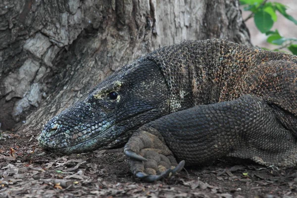 Komodo Dragon in the wild