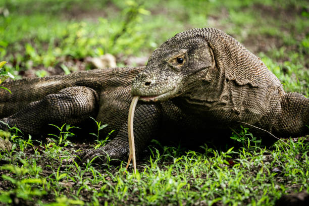 Komodo Dragon Wildlife Photo Komodo Island Island Indonesia Komodo Dragon on green rainforest ground sticking out his tongue observing the environment. Wildlife shot of Komodo Dragon (Varanus komodoensis). Komodo Dragons, also named Komodo Monitor are the largest living species of lizard on earth. Weighting up to 75kg (150 lb) with a maximum length of around 3m (10ft). Komodo Dragons are an old relict of large lizards that once inhabited Indonesia and Australia. Komodo Island, Komodo National Pa