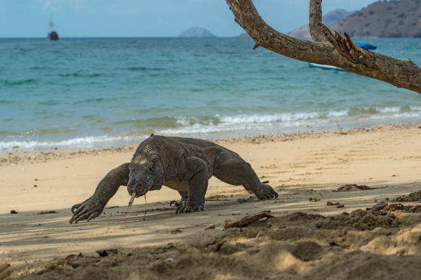 Wildlife shot of a Komodo Dragon (Varanus komodoensis) Wildlife shot of a large male Komodo Dragon (Varanus komodoensis) at the beach of Komodo islands. The Komodo Dragon (also called Komodo monitor) is the largest living species of lizard, with a maximum length of 3 metres (10 ft) and a body weight up to 70 kg (150 lb). The animal is a relict of very large lizards that once lived across Indonesia and Australia. komodo dragon stock pictures, royalty-free photos & images