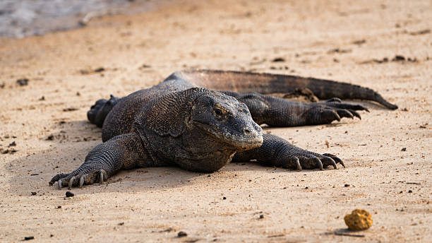 Komodo Dragon Indonesia Komodo National Park Rinca Island Loh Buaya Beach Komodo Dragon Indonesia Komodo National Park Komodo Dragon lying on Loh Buaya beach of Rinca Island. Nature Wildlife shot of Komodo Dragon (Varanus komodoensis). Komodo Dragons or Komodo Monitor are the largest living species of lizard on earth. The Komodo Dragon species is an old relict of large lizards that lived across Indonesia and Australia. Loh Buaya, Rinca Island, Komodo National Park, Flores, Indonesia, Southeast A