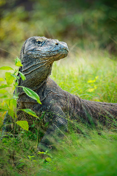 Wildlife shot of a Komodo Dragon (Varanus komodoensis) Wildlife shot of a large male Komodo Dragon (Varanus komodoensis). The Komodo Dragon (also called Komodo monitor) is the largest living species of lizard, with a maximum length of 3 metres (10 ft) and a body weight up to 70 kg (150 lb). The animal is a relict of very large lizards that once lived across Indonesia and Australia. komodo dragon stock pictures, royalty-free photos & images