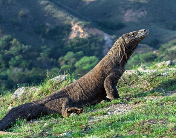 komodo dragon in the wild