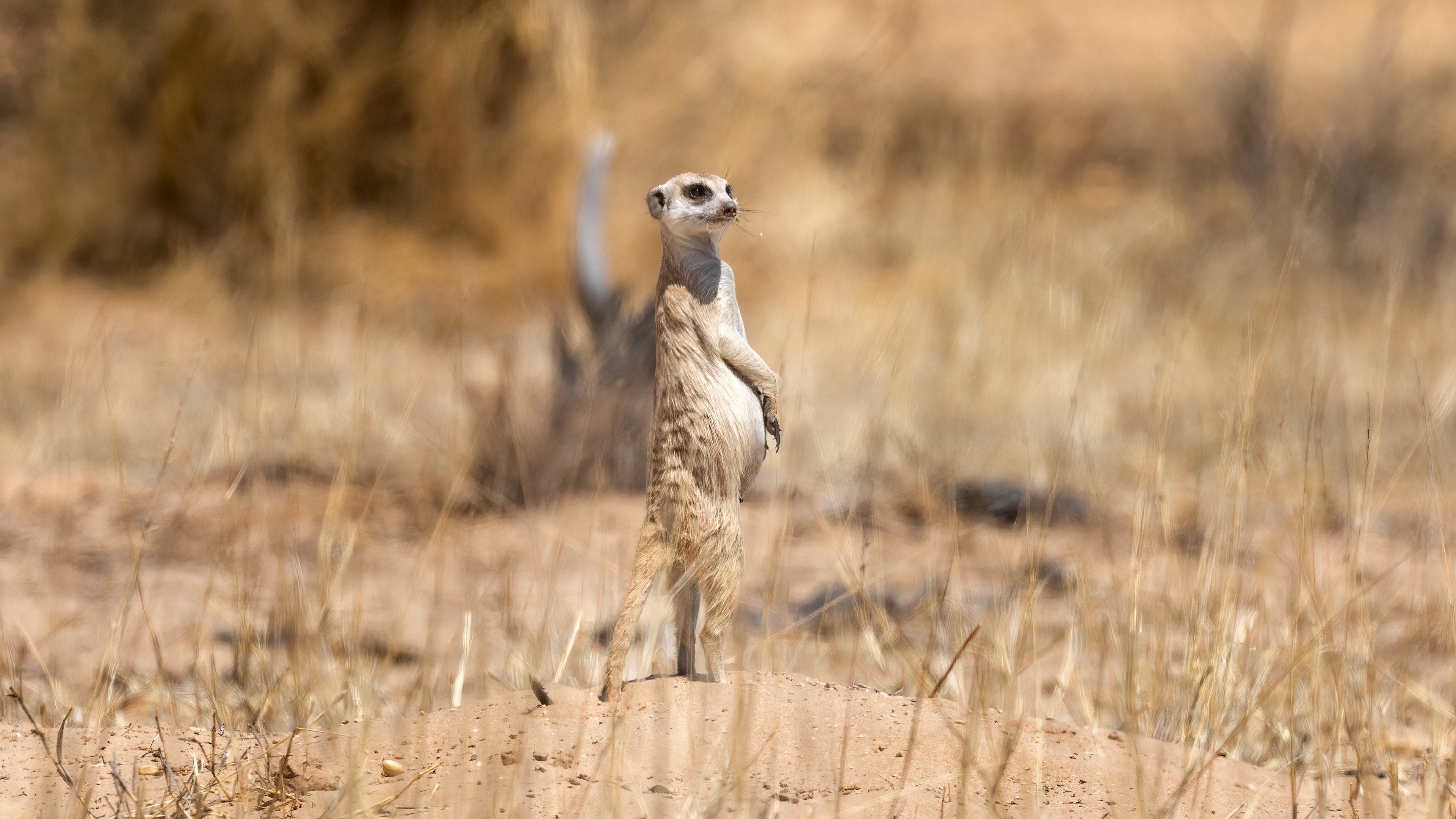 Meerkat in the wild