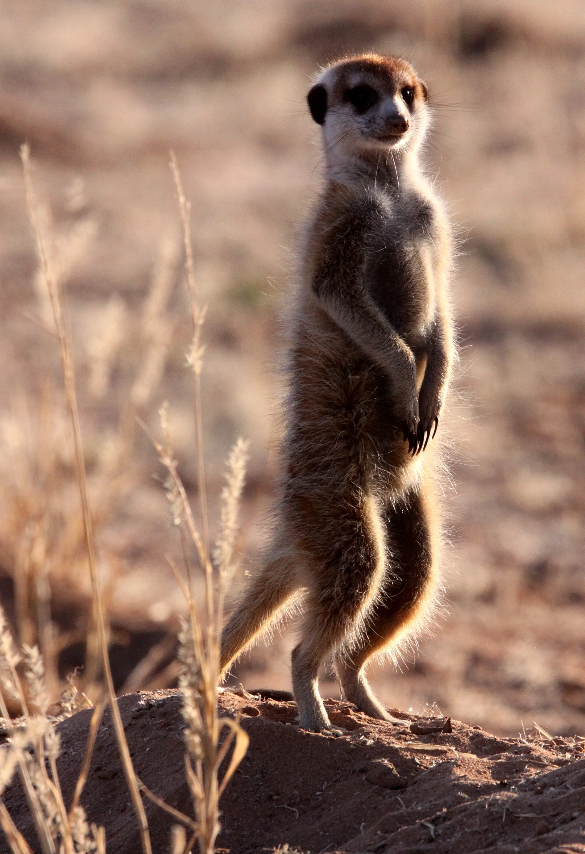 Suricata suricatta majoriae - MEERKAT - KALAHARI OR KGALAGADI GEMSBOK NP (7).JPG