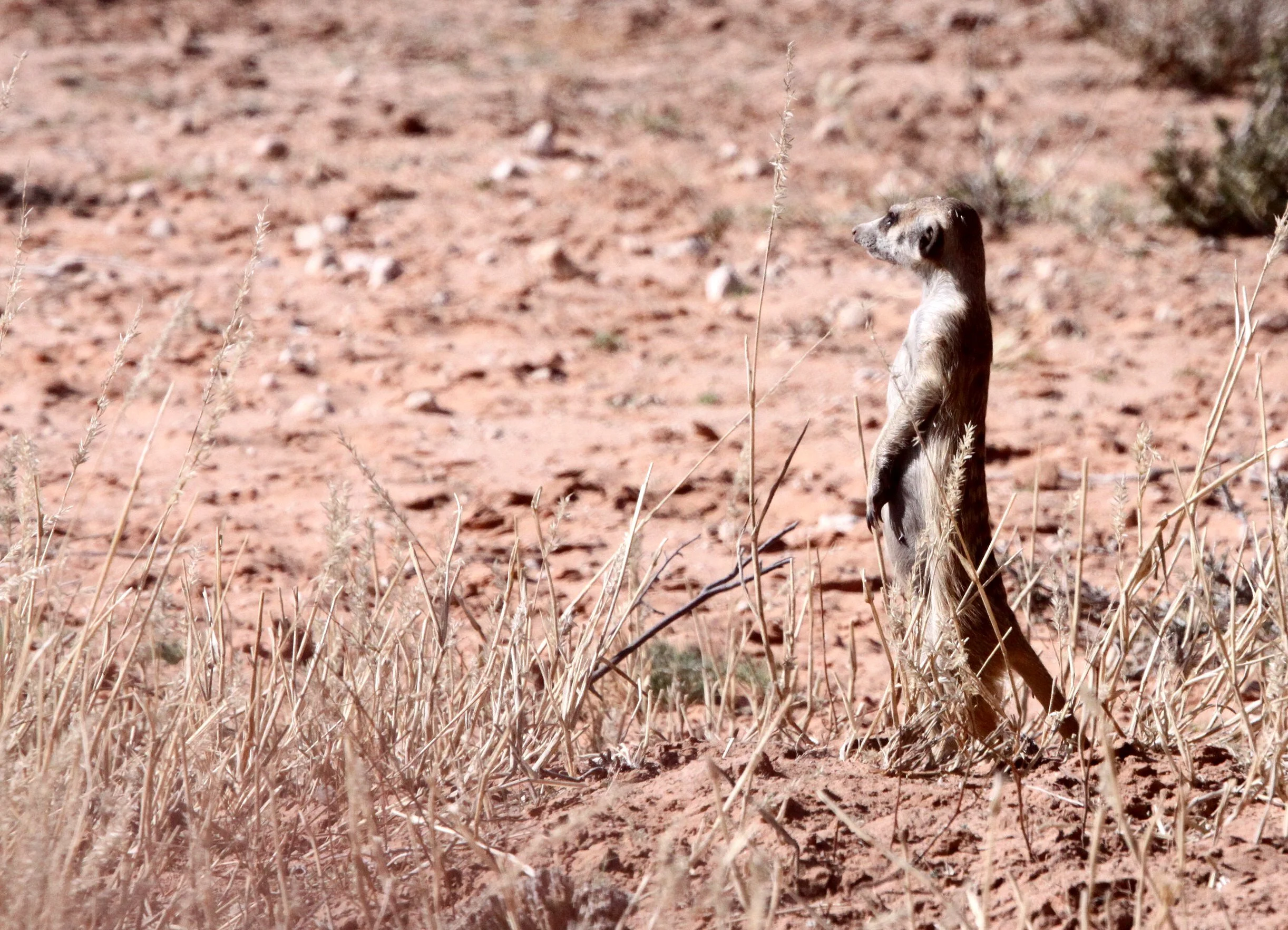 Suricata suricatta majoriae - MEERKAT - KALAHARI OR KGALAGADI GEMSBOK NP (82).JPG