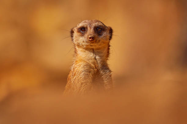 Meerkat, Suricata suricatta, portrait in sand, Namibia. Beautiful animal in the nature habitat. Wildlife scene from nature, funny image. Sunny back light in nature. Hiden Meerkat. Meerkat, Suricata suricatta, portrait in sand, Namibia. Beautiful animal in the nature habitat. Wildlife scene from nature, funny image. Sunny back light in nature. Hiden Meerkat. meerkat habitat pictures stock pictures, royalty-free photos & images