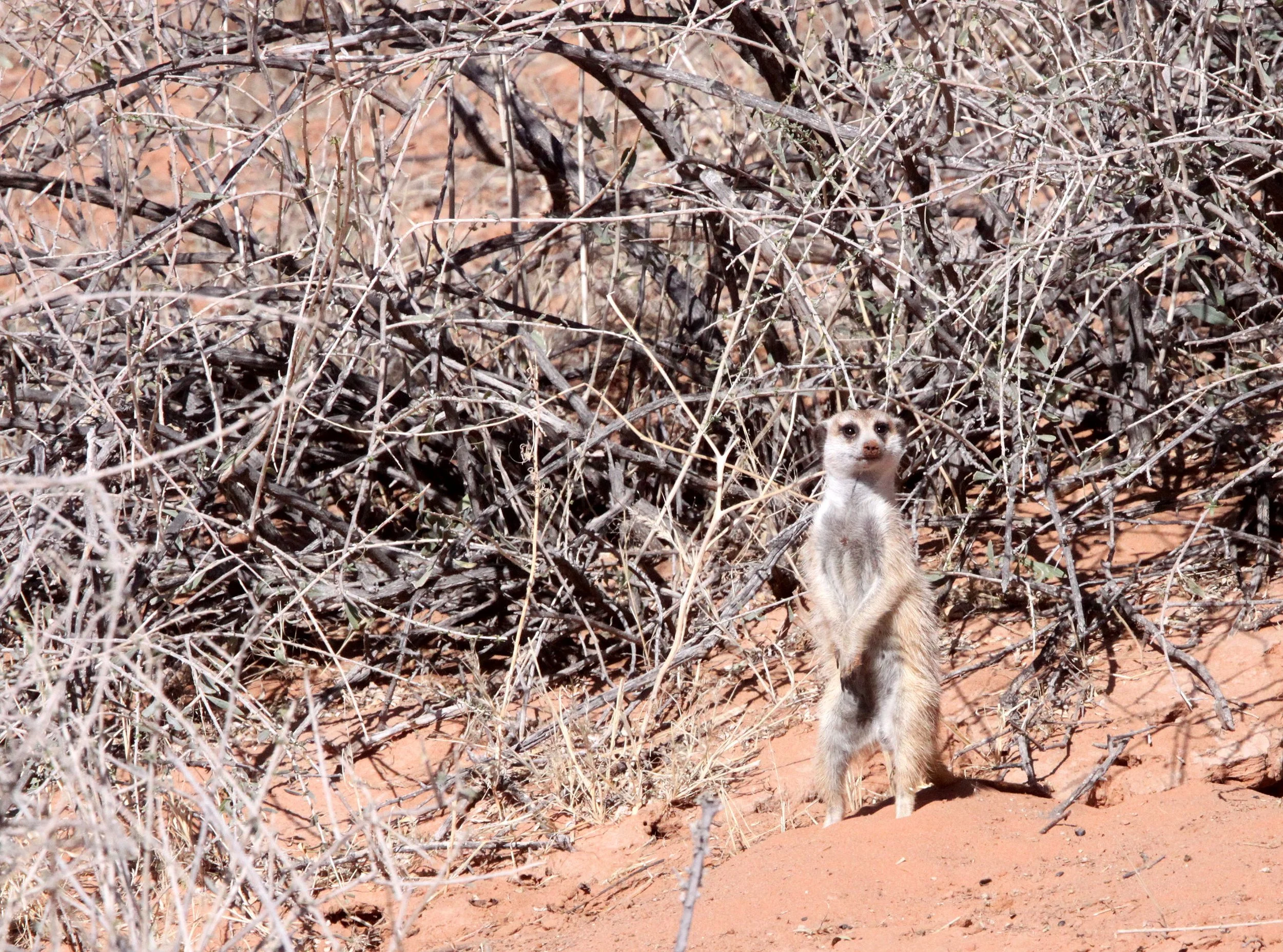 Suricata suricatta majoriae - MEERKAT - KALAHARI OR KGALAGADI GEMSBOK NP (105).JPG