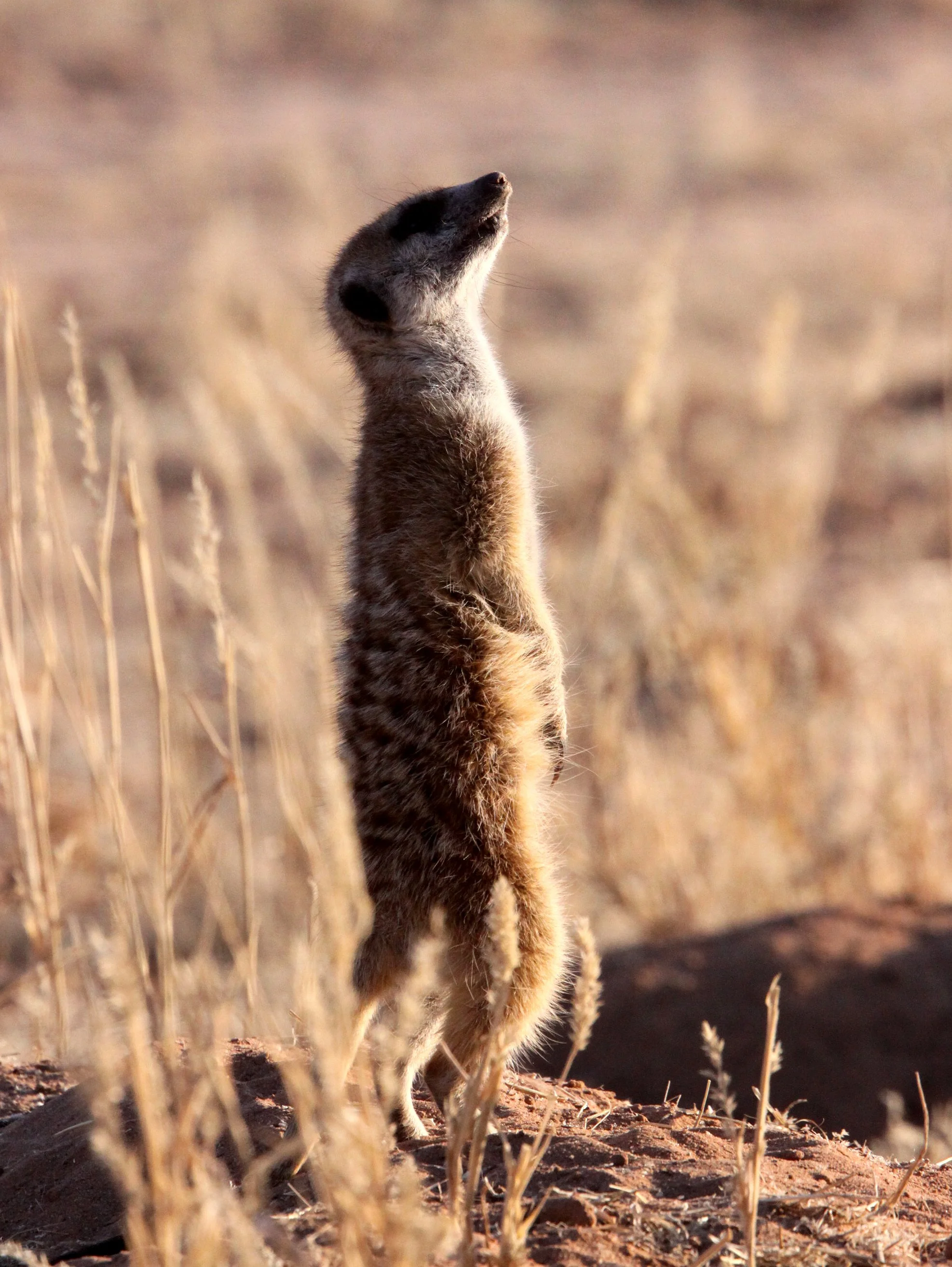 Suricata suricatta majoriae - MEERKAT - KALAHARI OR KGALAGADI GEMSBOK NP (31).JPG