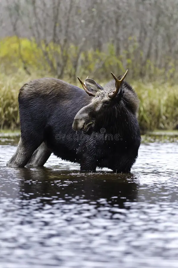 Beautiful moose male in a river from Quebec Canada. Wildlife photography. Moose wildlife stock images, royalty-free photos and pictures