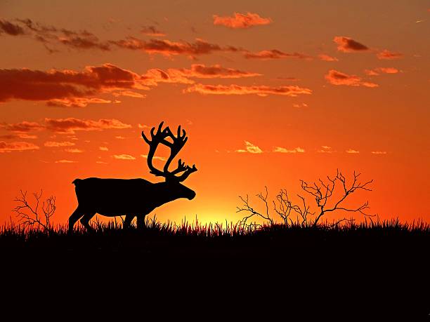 Deer family animal wildlife outdoor nature photography Deer family animal wildlife outdoor nature photography moose face stock pictures, royalty-free photos & images