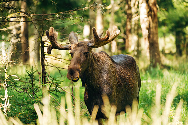 majestic moose in forest – wildlife photography in natural habitat - canada moose stock pictures, royalty-free photos & images