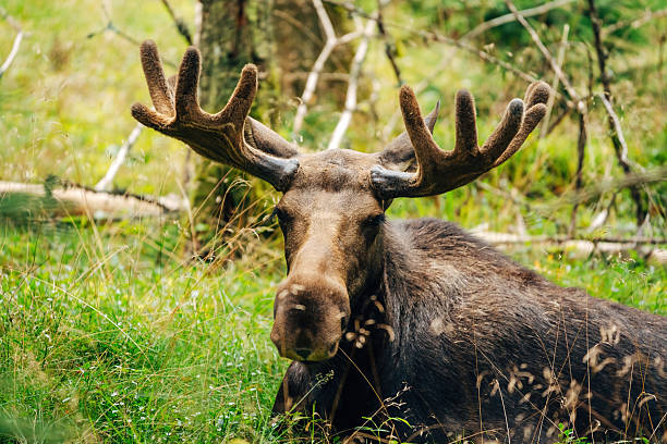majestic moose in forest – wildlife photography in natural habitat - moose stock pictures, royalty-free photos & images