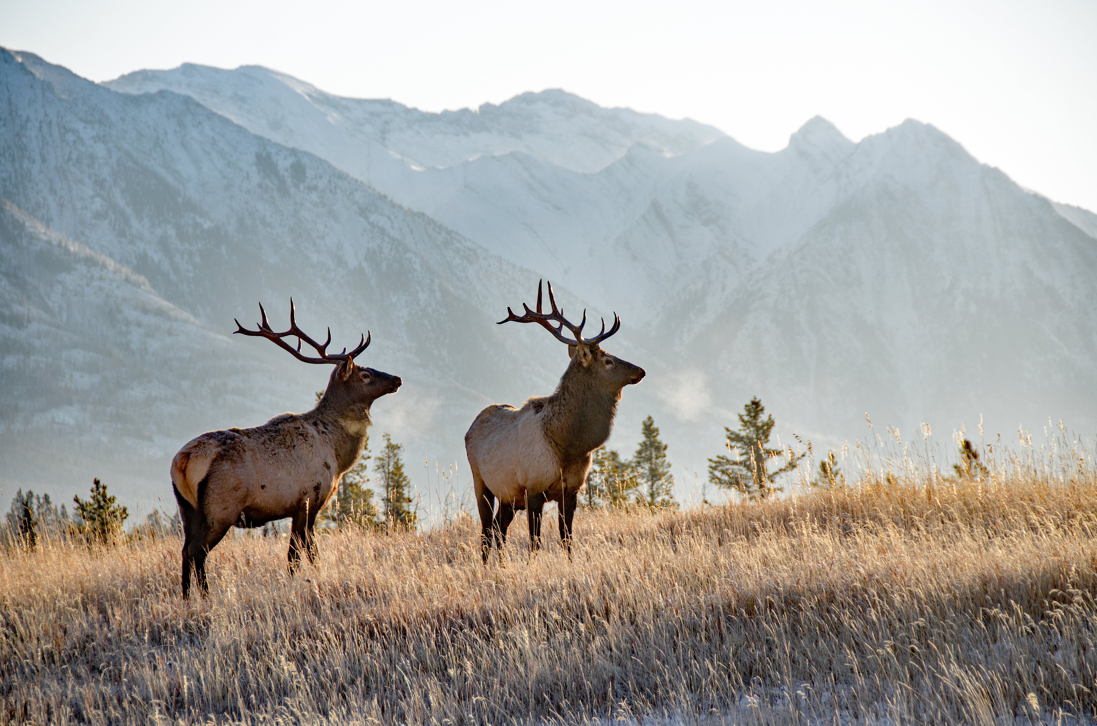 Moose in the wild