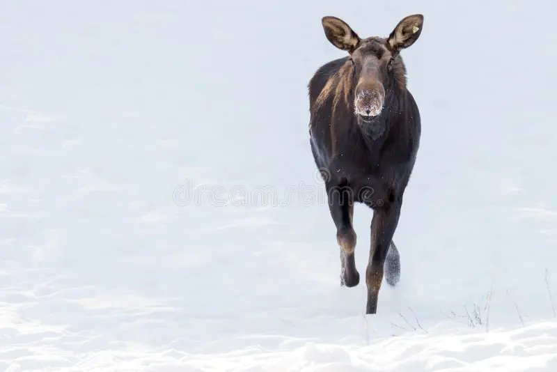 Moose running in winter snow. Wildlife animal. Moose wildlife stock images, royalty-free photos and pictures