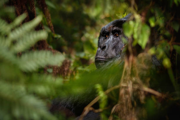 Wild mountain gorilla in the nature habitat. Wild mountain gorilla in the nature habitat. Very rare and endangered animal close up. African wildlife.Big and charismatic creature. Mountain gorillas. Gorilla beringei beringei. gorilla rwanda stock pictures, royalty-free photos & images