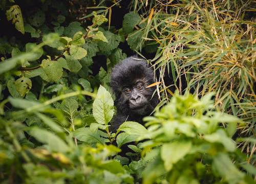 Free Close-up of a mountain gorilla peeking through dense foliage, showcasing wildlife in its natural habitat. Stock Photo