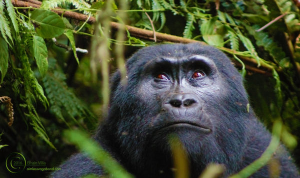 Wildlife Photo of the Week: Pensive Mountain Gorilla
