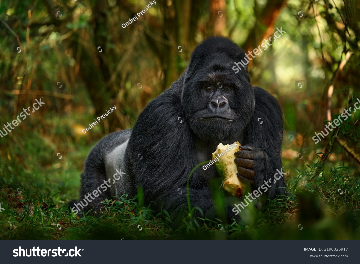 Gorilla - wildlife forest portrait. Uganda mountain gorilla with food. Detail head primate portrait with beautiful eyes. Wildlife scene from nature. Africa. Mountain gorilla monkey ape, Bwindi NP.  Stock Photo