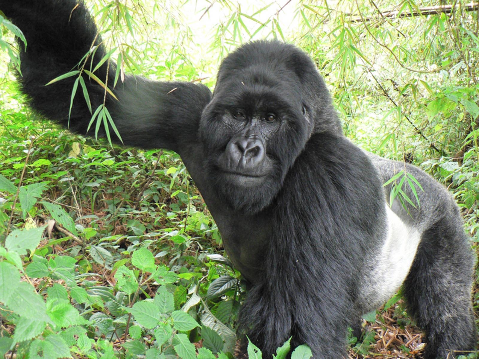 Mountain Gorilla in the wild
