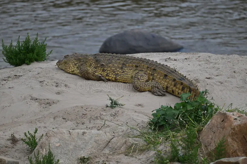 A powerful Nile crocodile basking in the sun on a sandy shore near the water. This high-quality wildlife photograph captures the intricate scales and natural habitat of one of nature's top predators, perfect for educational or nature-themed projects. Nile crocodile water stock images, royalty-free photos and pictures