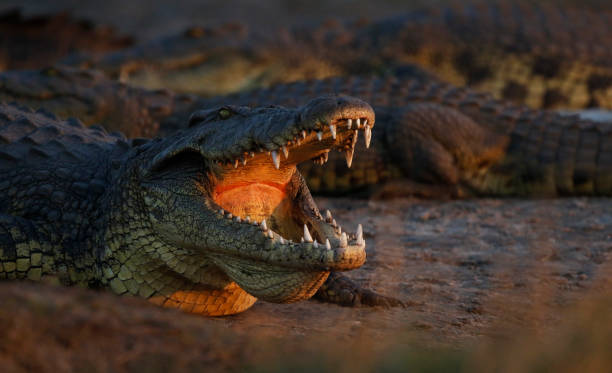 animal reptile crocodile wildlife africa nature predator dangerous water carnivore - nile crocodile stock pictures, royalty-free photos & images