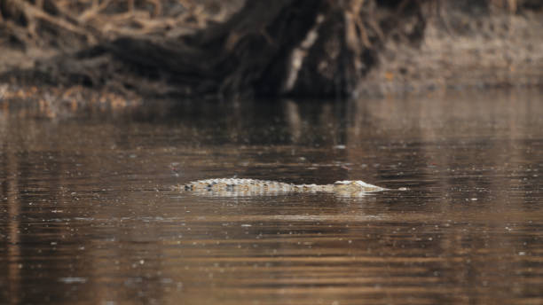 Nile Crocodile in the wild