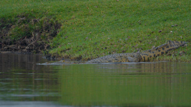 Nile Crocodile Lurking by Kafue River Bank A Nile crocodile rests beside the water, its textured scales camouflaged with the riverside grasses. The scene evokes the predator's stealthy nature in its natural habitat. nile crocodile grass crocodile animals in the wild stock pictures, royalty-free photos & images