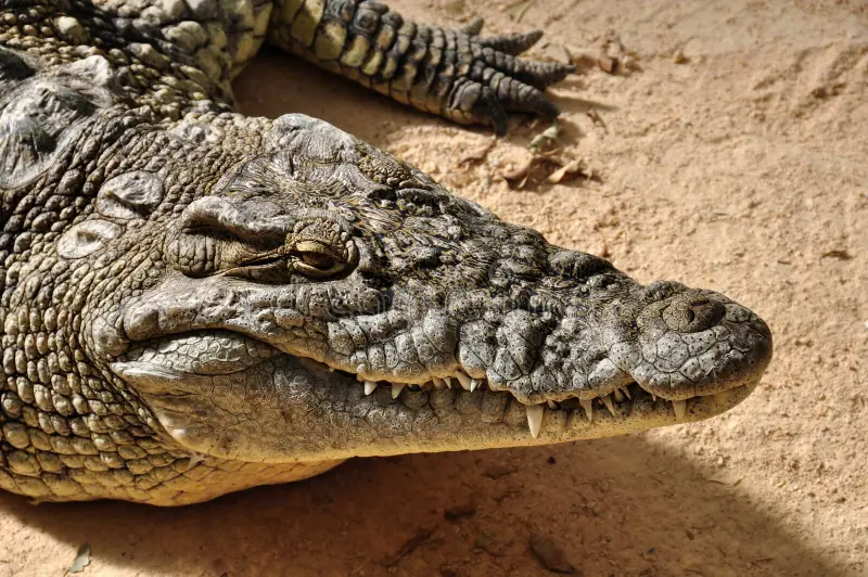 Nile crocodile closeup. Large reptile wild animal background. Nile crocodile stock images, royalty-free photos and pictures