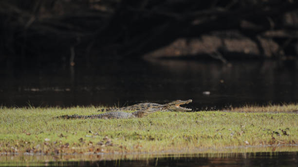 Nile Crocodile on Kafue Riverbank A Nile crocodile rests on the grassy edge of the Kafue River, displaying its powerful build and textured scales in a serene natural habitat. nile crocodile grass crocodile animals in the wild stock pictures, royalty-free photos & images