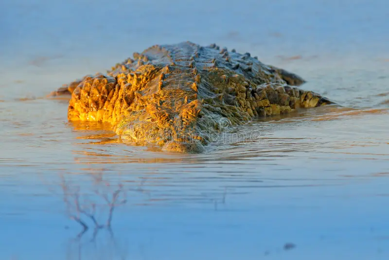 Nile crocodile, Crocodylus niloticus, with open muzzle, in the river bank, Okavango delta, Moremi, Botswana. Wildlife scene from African nature. Crocodile with beautiful evening light. Nile crocodile stock images, royalty-free photos and pictures