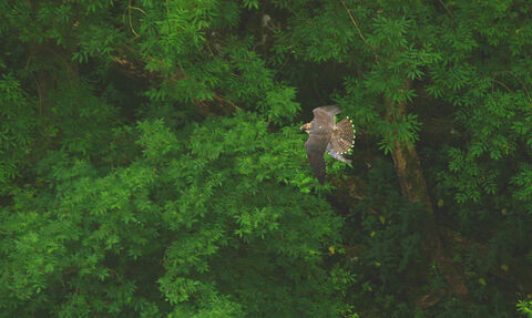 Peregrine falcon aerial view, The Wildlife Trusts