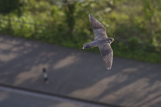 Peregrine Falcon in the wild