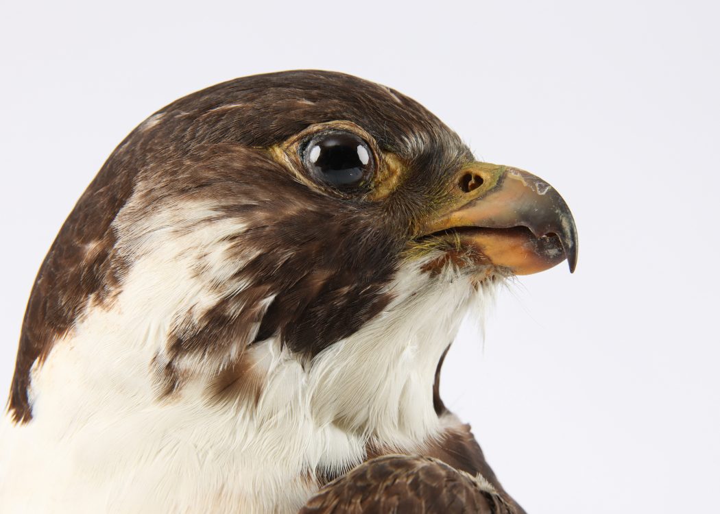 Peregrine Falcon flying