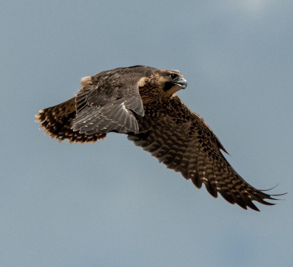 A young raptor flies across the screen.