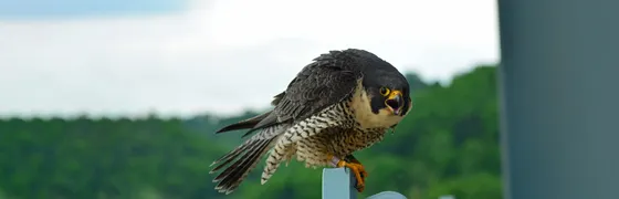 Peregrine Falcon flying