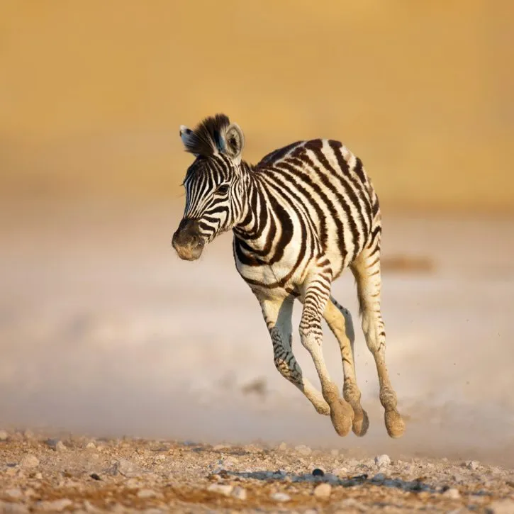 Baby zebra running