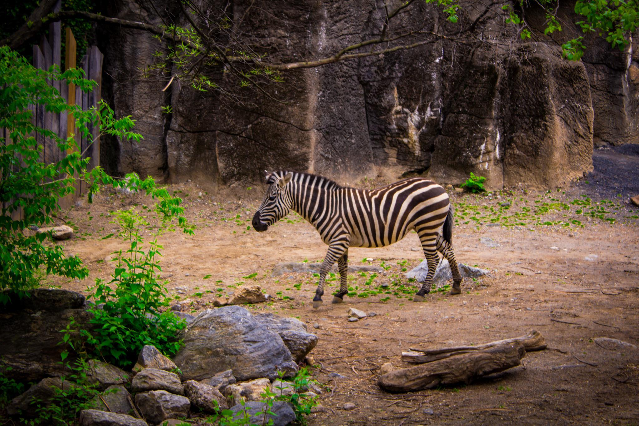 r/naturephotography - The plains zebra strides around its habitat