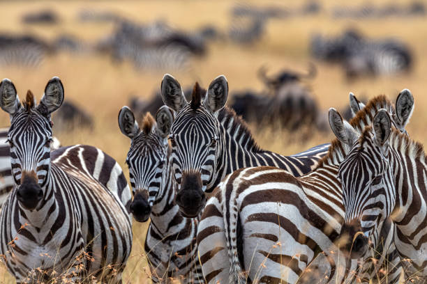plains zebras in wildlife - plains zebra stock pictures, royalty-free photos & images