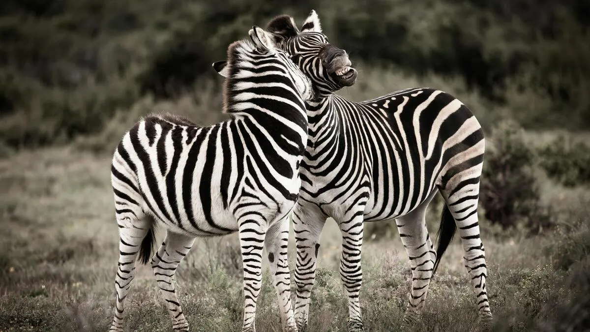 Plains Zebra in the wild