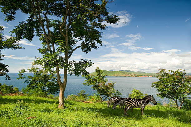 Zebras at the shore of Lake Tanganyika "A herd of Zebras is grazing at the shores of the huge Lake Tanganyika. Zebra is a Plains Zebra (Equus quagga, formerly Equus burchelli, also named as Common Zebra or Burchell´s Zebra).Shot in wildlife in Western Tanzania, at the shore of Lake Tanganyika, close to the borders to Burundi and the DR Congo.See these related pictures:" plains zebra stock pictures, royalty-free photos & images